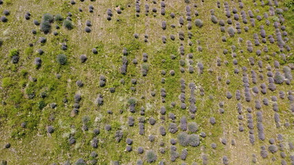 Beautiful lavender fields from the air.