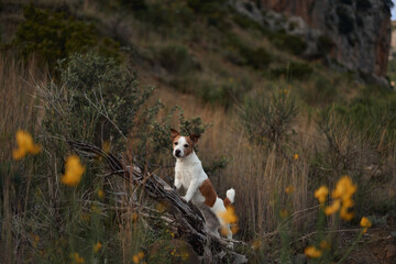 A Jack Russell Terrier dog stands on a fallen log in a dry, grassy area with hills in the background. The scene highlights the dog adventurous outdoor environment.