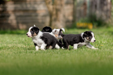 Fototapeta premium Border collie puppies.Dog litter. Dog kennel. Group of puppies on green grass