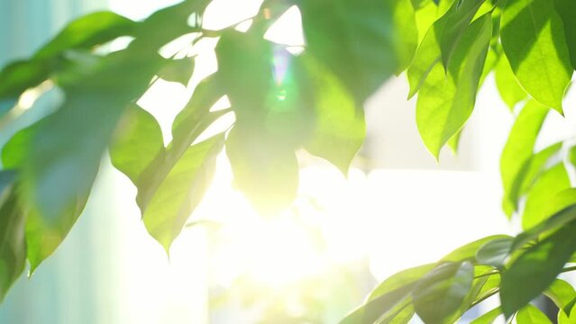 nature and landscape concept with tropical tree and sunset background
