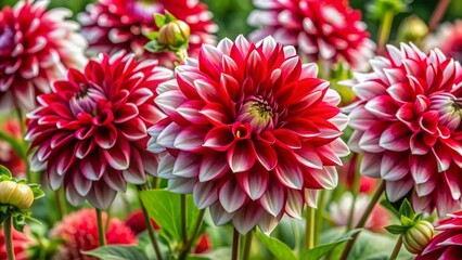 Vibrant close-up of red and white dahlia flowers with buds and green leaves showcasing striking contrast of colors and nature's beauty.