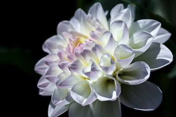 Fototapeta premium White dahlia flower in sunlight on a dark monochrome background close-up