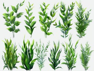 Fototapeta premium Fresh foliage on a clean white surface, ideal for illustration or design