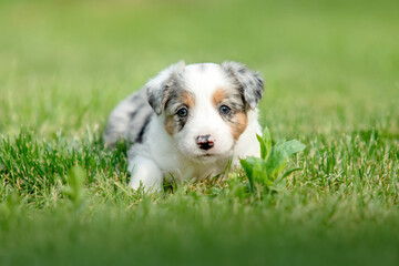Adorable border collie puppy frolics in lush green grass, embodying the spirit of canine companionship.