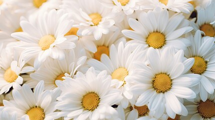 Fototapeta premium White Yellow Daisies flowers bud on light background