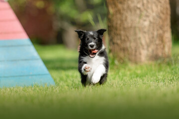 Adorable border collie puppy frolics in lush green grass, embodying the spirit of canine...