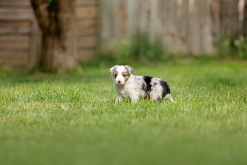 Adorable border collie puppy frolics in lush green grass, embodying the spirit of canine...