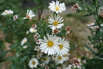 Macro of white flowers of heath aster in October