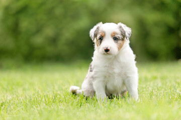 Adorable border collie puppy frolics in lush green grass, embodying the spirit of canine companionship.