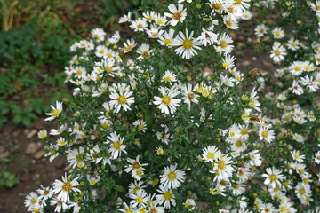Many white flowers of heath aster in September