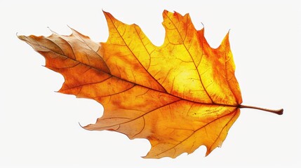 A solitary leaf rests on a clean white surface