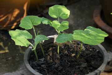 Pumpkin seedlings that emerge from the soil are small, strong seedlings ready to grow and bear fruit. Soft and selective focus.
