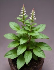 Thai basil