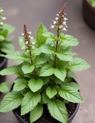 Thai basil