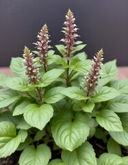 Thai basil