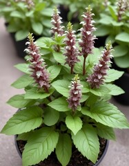Thai basil