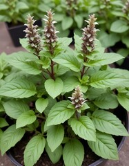 Thai basil