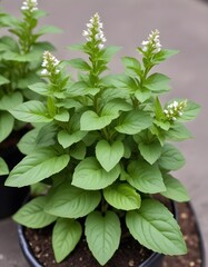 Thai basil