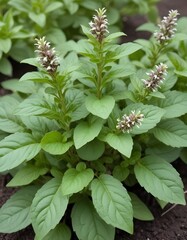 Thai basil