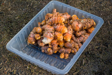 Freshly harvested Turmeric