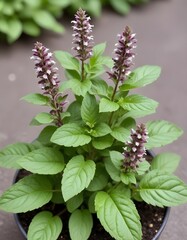 Thai basil