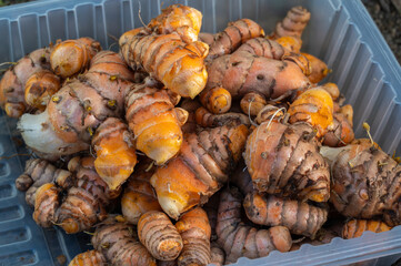 Freshly harvested Turmeric
