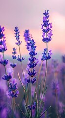 Fototapeta premium A photo of a lavender 