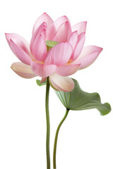 A delicate pink lotus flower with a single leaf, symbolizing purity, peace, and enlightenment. isolated on a white background.
