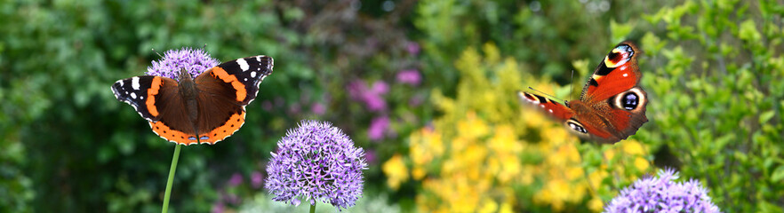 Schmetterling 1144 © K.-U. Häßler