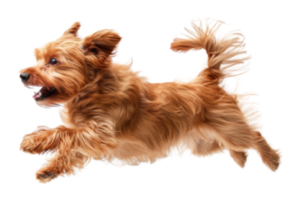 A small, brown dog with fluffy fur leaps through the air with its tongue out. The dog's ears are perked up and its tail is wagging. isolated on a white background.