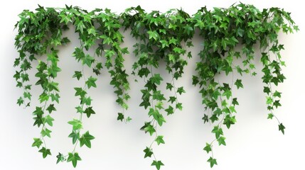 Obraz premium A vibrant display of hanging ivy vines with lush green leaves, creating a natural and fresh ambiance