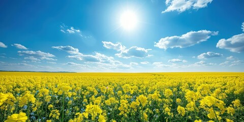 Obraz premium Sunny Day in a Field of Yellow Flowers