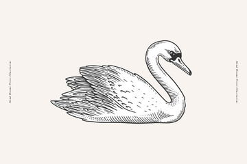 Graceful white swan in engraving style. Wild waterfowl on a light background. Beautiful bird - symbols of strong love and romance. © KOSIM