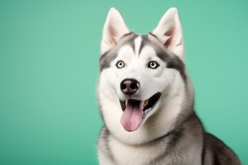 Fototapeta premium Portrait of a cute siberian husky while standing against pastel green background