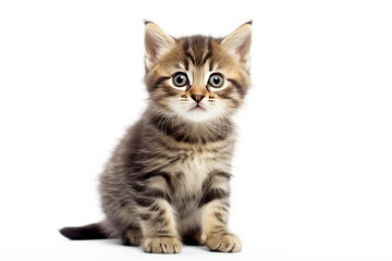 Cute cheerful shaggy kitten in a playful positive state. Charming purebred pet. AI generated.