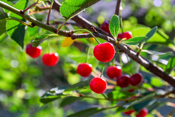 Red cherry berries ripen on a branch