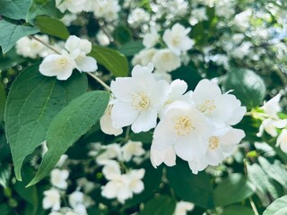 Tender blooming jasmine bush, white natural jasmine blossom