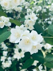 Tender blooming jasmine bush, white natural jasmine blossom