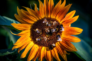 Bienen und Hummeln versammeln sich auf dem Blütenstempel einer blühenden Sonnenblume zur...