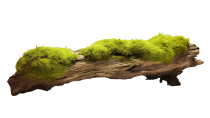 Green moss on rotten branch isolated on transparent background.
