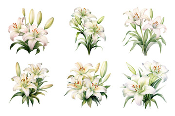 Lily Collection Bundle Set Isolated on a Transparent Background
