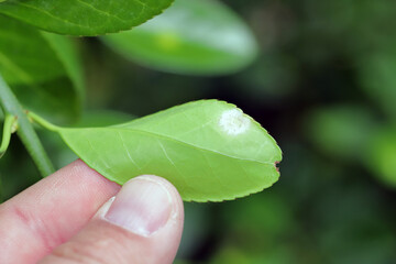 Powdery mildew, a common disease on Euonymus, caused by the fungus, Oidium euonymi-japonici