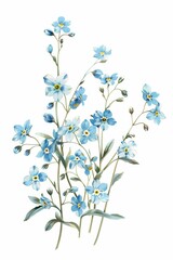 A cluster of delicate forgetmenots with tiny blue  49 flower, plant, nature, leaf, floral, flowers, spring, illustration, vector, pink, pattern, blossom, design, green, herb, purple, petal, white back