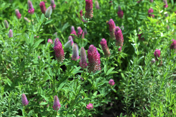 Wildflower bed of Purple Clover