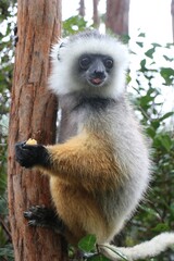 Wild lemur on Lemur Island in Vakona forest. © Filip