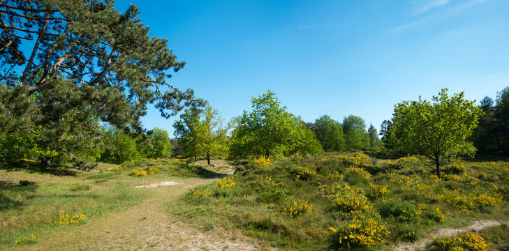 Nordoer Binnend&uuml;nen Landschaft nahe Itzehoe in der Kremperheide mit bl&uuml;hendem Ginster
