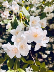 Tender blooming jasmine bush, white natural jasmine blossom