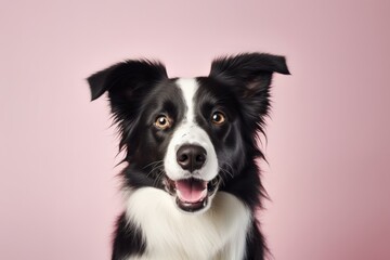 Portrait of a cute border collie in pastel gray background