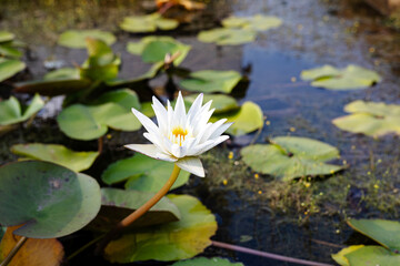 White Lotus With Yellow Pollen On Surface Of Pond
