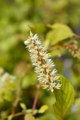 Virginia sweetspire Scentlove flower